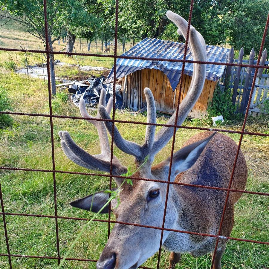 Planinska Koliba Ajdanovici Jelovac Nisicka Visoravan Olovo  Exteriör bild