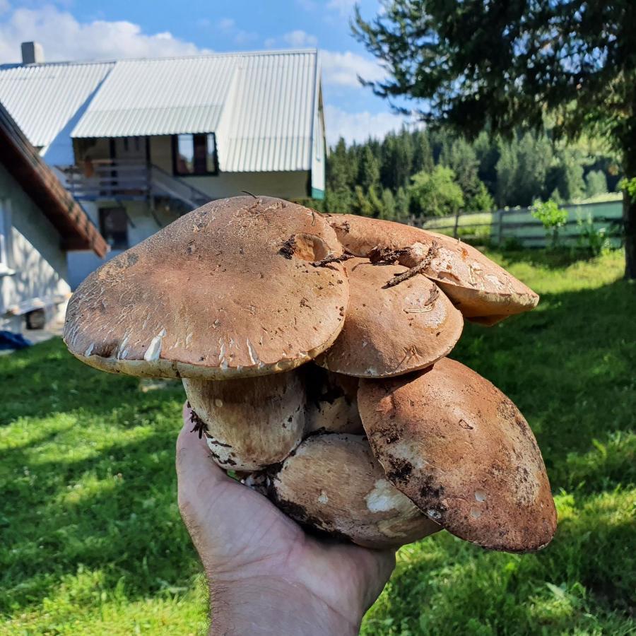 Planinska Koliba Ajdanovici Jelovac Nisicka Visoravan Olovo  Exteriör bild